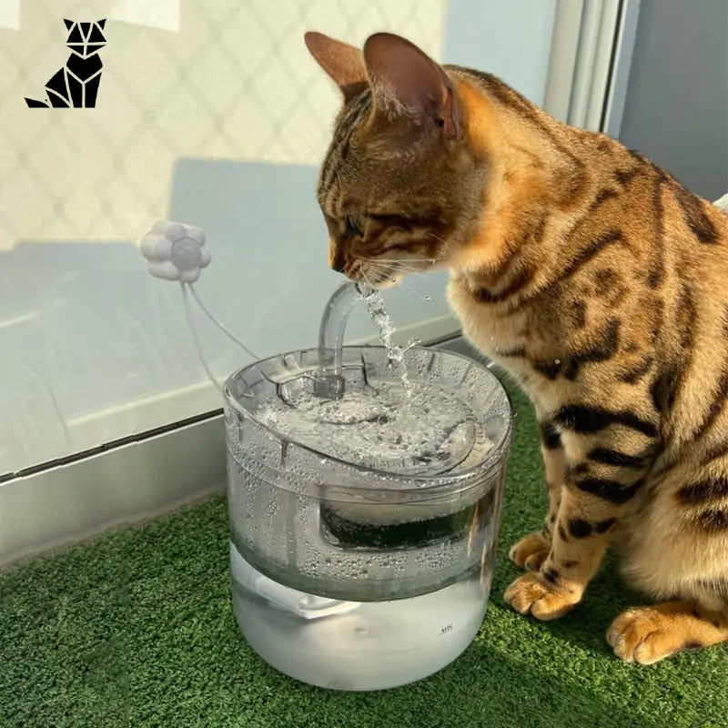 Chat buvant de l’eau fontaine pour chats - Hydratation fraîche
